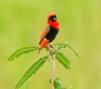 The Red Bishop